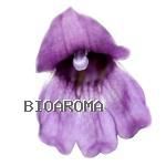 Alutinosum - Adenosma Alutinosum �뿶��M�n�����o