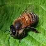 Beeswax - Apis mellifera ��������������S