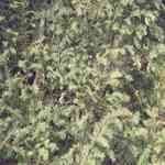 Agarwood-Aquilaria agallocha �I����o