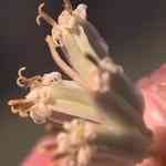 Armoise - Artemisia alba���o