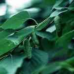 Birch Tar - Betula lenta ����o