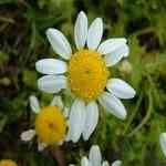 Chamomile Roman - Chamaemelum nobile ù���v�̵� ����������S
