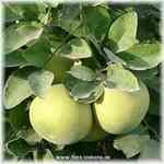 Grapefruit White - Citrus paradisi �ո���c ����������S