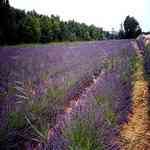 Lavender France - Lavandula angustifolia �k���Ȧ�� ����������S