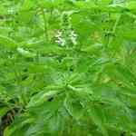 Basil - Ocimum basilicum ù�Ǻ�o