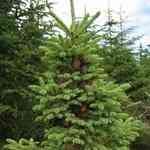 Spruce Black - Picea mariana �¶��� ����������S