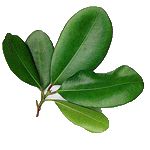 Bay - Pimenta racemosa ��ۺ�o