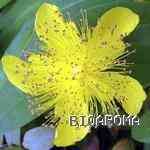 St Johns Wort  �t������ ������S