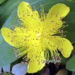 St Johns Wort  �t������ ������S