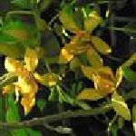 Champaca Leaf -Michelia champaca S