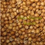 Coriander-Coriandrum sativum ʹ�h�B�J�h������S