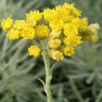Helichrysum Gymnocephalum - Helichrysum bracteatum ���F�[���[�ä[�� ������S