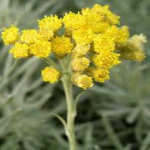 Helichrysum Gymnocephalum - Helichrysum bracteatum ���F�[���[�ä[�� ������S