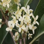 Osmanthus - Osmanthus fragrans�۪�  ������S