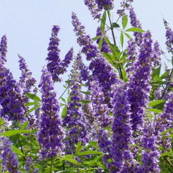 Vitex - vitex agnus castus �s��������S