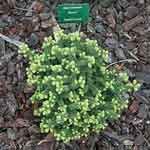 Fir Balsam Wild - Abies balsamea ���N���M�n�����o