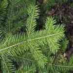 Fir Needle Siberian - Abies sibirica ��B�Q�ȧ��w�M�n�����o