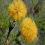 Cassie Flower - Acacia famesiana XwS