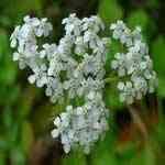 Yarrow - Achillea millefolium ��v�ϯ� ������S