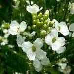 Horseradish - Amoracia rusticana �s�� / ���ڲM�n�����o