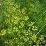 Dill Weed Wild - Anethum graveolens ںo