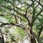 Rosewood - Aniba rosaeodora ����� ������o