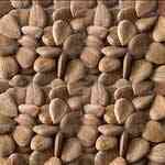 Apricot Kernel����֤��o������¦�o