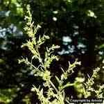 Absinthe - Artemisia absinthium WMno