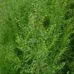 Tarragon - Artemisia dracunculus �s�U ������S