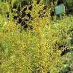 Wormwood - Artemisia scoparia �W���o