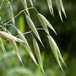 Oat - Avena sativa �P���M�n�����o