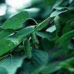 Birch Tar - Betula lenta ��� ������S