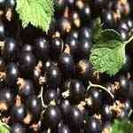 Black Currant�¾L�ߦ�����¦�o
