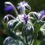 Borage�[���U������¦�o