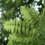 Frankincense  - Boswellia sacra ���Ҩŭ� ������S