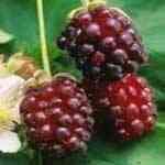 Castor�ɳªo������¦�o