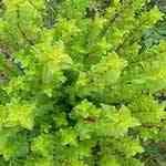 Buchu-Agothosma betulina �����M�n�����o