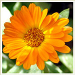 Calendula-Calendula officinalis CO2 100ml �������o