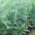 Cypress Aut. Blue - Callitris intratropica �D�j�Q���ŵ��f�M�n�����o