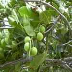 Tamanu -   Calophyllum inophyllum ���ŲM�n�����o