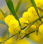 Cassie Flower -Acacia farnesiana L.Xwקlko