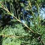 Cedarwood Atlas - Cedrus atlantica ���S�Դ����Q�M�n�����o