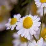 Chamomile Wild Maroc-Ormenis multicaulis ���������v�̵� ������S