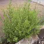 Chenopodium - Chenopodium ambrosioides �Ե�M�n�����o