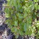 Camphor Ho wood-Cinnamomum Camphora�ڼ̾������S