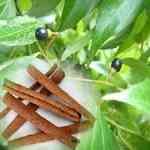 Cassia - Cinnamomum cassia �׮� ������S