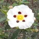 Labdanum - Cistus ladanifer ������������S
