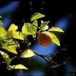 Orange Bitter - Citrus aurantium amara WMno