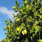 Lemon  - Citrus limonum fc S