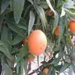 Tangerine - Citrus reticulata  S